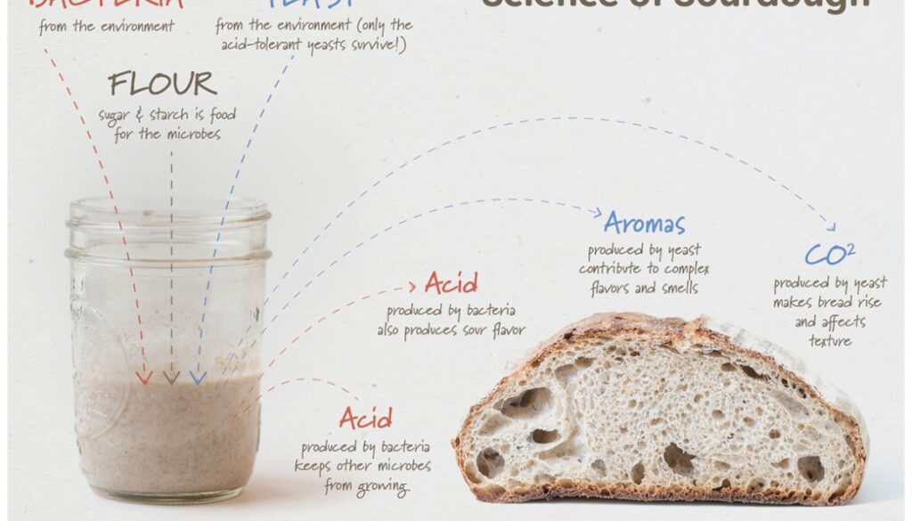 science-of-sourdough-students-discover-1200×817